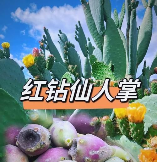 圆的仙人掌花养护方法是什么？如何进行有效管理？