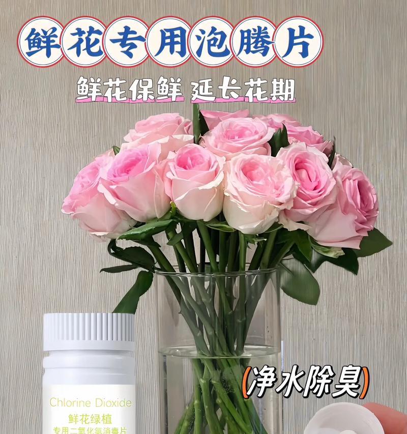 玫瑰花怎样放置不会枯萎？有哪些保鲜小技巧？