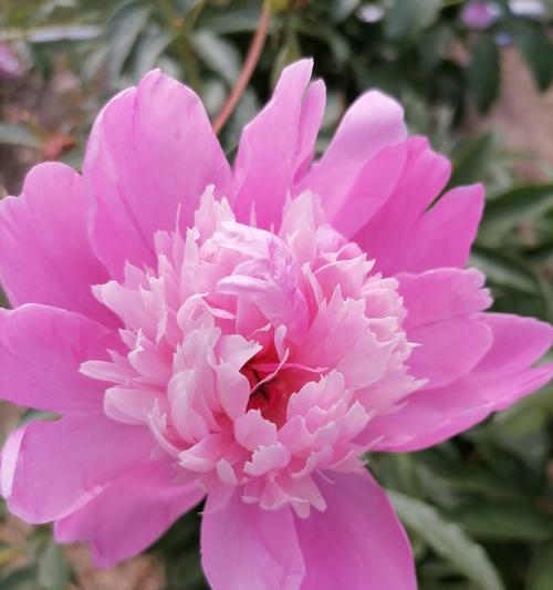 土里种植牡丹花的正确养护方法是什么？