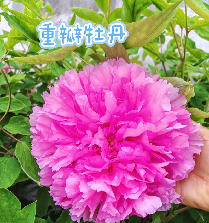 土里种植牡丹花的正确养护方法是什么？