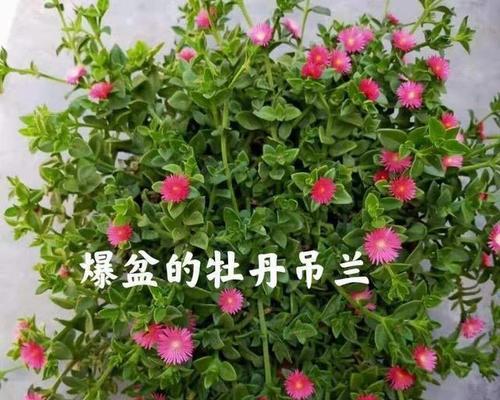 土里种植牡丹花的正确养护方法是什么？