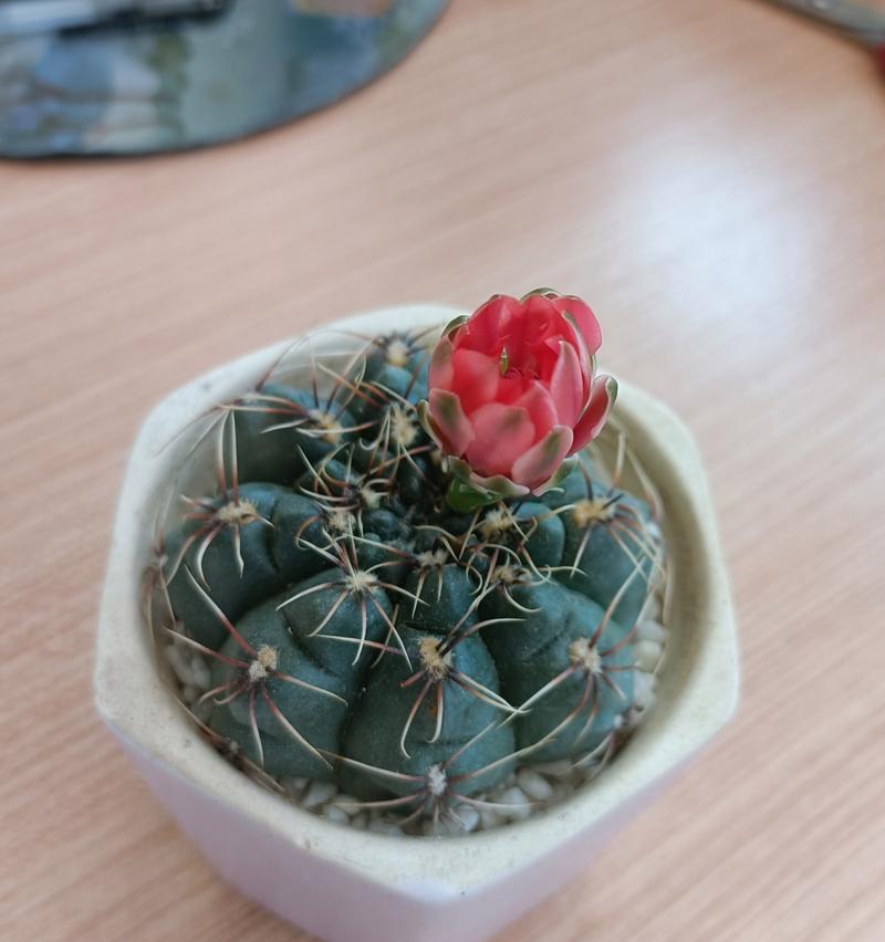 仙人掌盆栽的正确养护方法是什么？