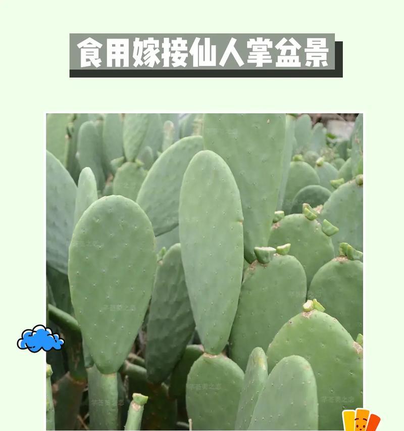 仙人掌盆栽的正确养护方法是什么？