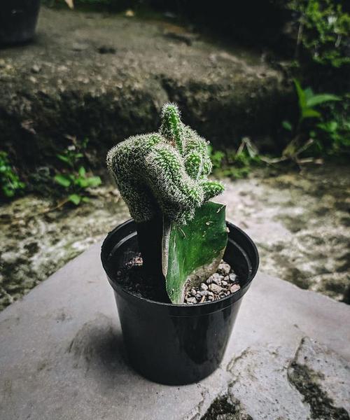 仙人球移植的最佳时机和方法是什么？