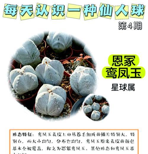 仙人球移植的最佳时机和方法是什么？