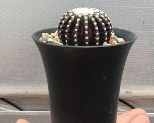 奇特球仙人球品种有哪些？如何识别和养护？