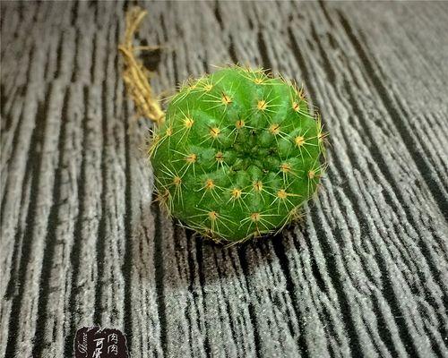 仙人球青丸开花后应该怎么办？如何处理仙人球的开花期？