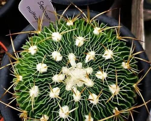 仙人球的花语有哪些？品种繁多的仙人球如何选择？