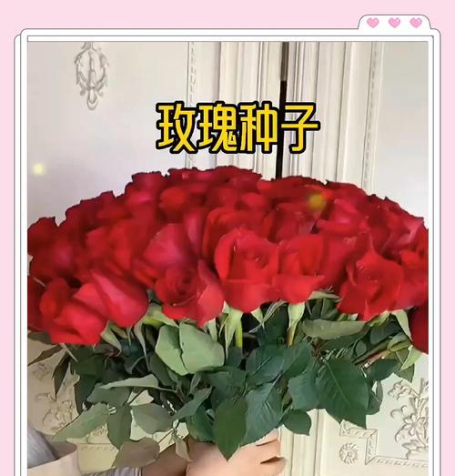 玫瑰花的种植方法是什么？种植过程中应注意什么？