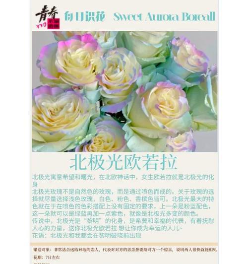 玫瑰花的种植方法是什么？种植过程中应注意什么？