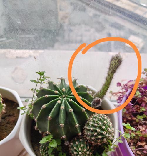 仙人球盆栽专用盆的使用方法是什么？