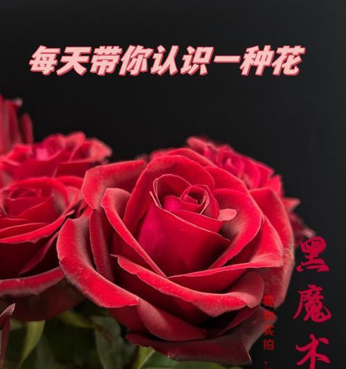 黑玫瑰与霁风花的花语：浪漫与寓意的深度解读