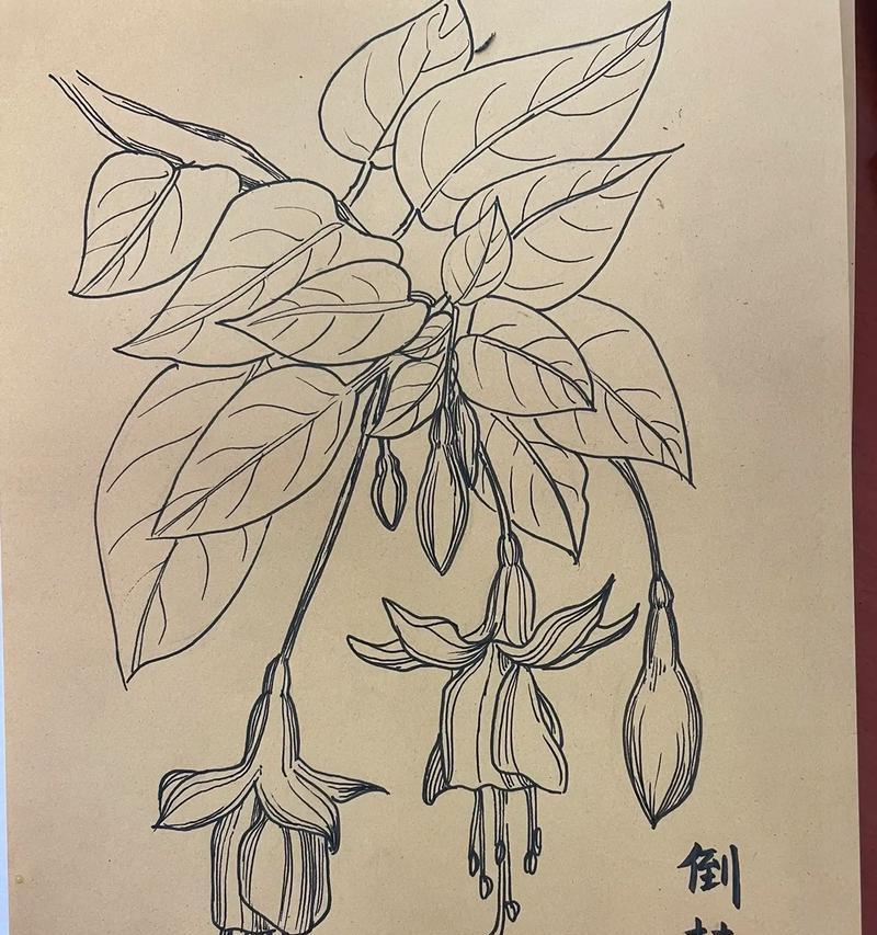吊钟花语和寓意有哪些？