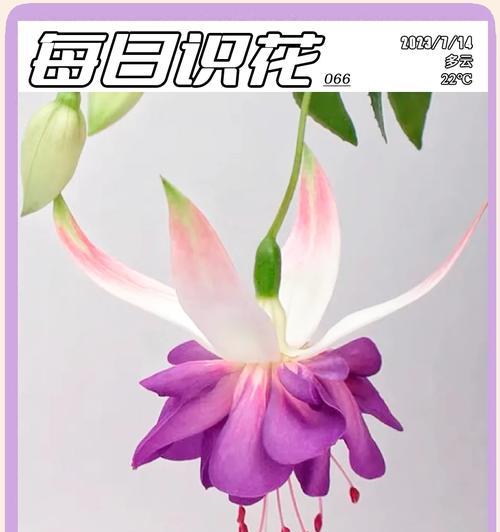 吊钟花语和寓意有哪些？