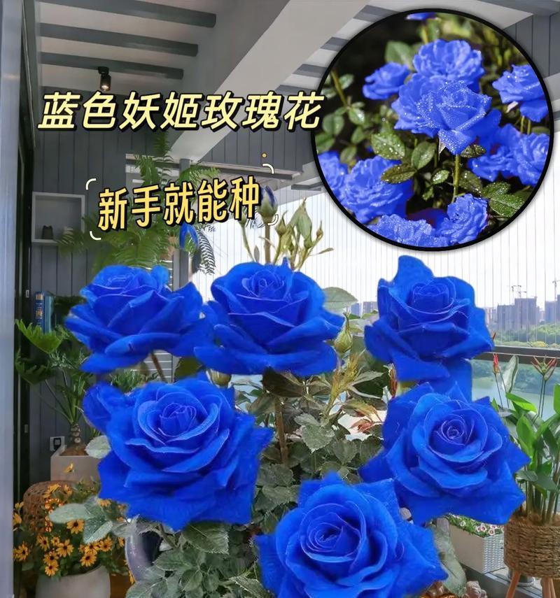 蓝色玫瑰花在情感中代表什么？