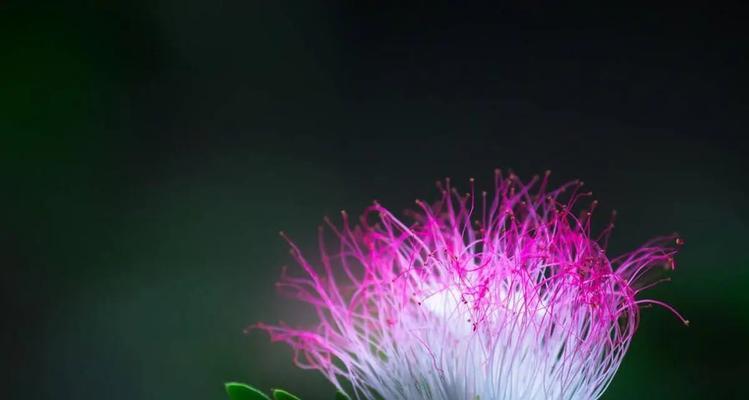 道具和睦相处的花语通常表达什么？