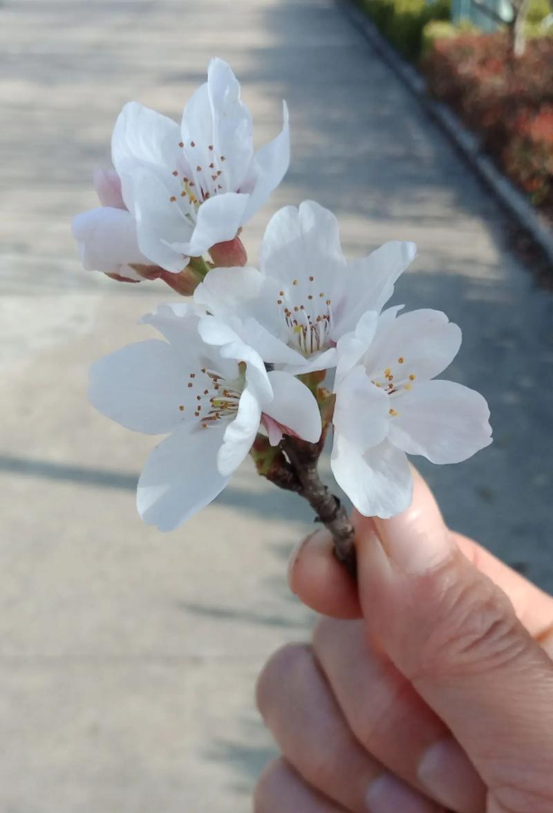 最火指尖花语指的是哪种花？它代表了什么？