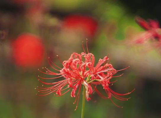 最火指尖花语指的是哪种花？它代表了什么？
