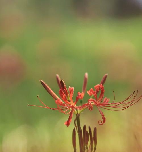 最火指尖花语指的是哪种花？它代表了什么？