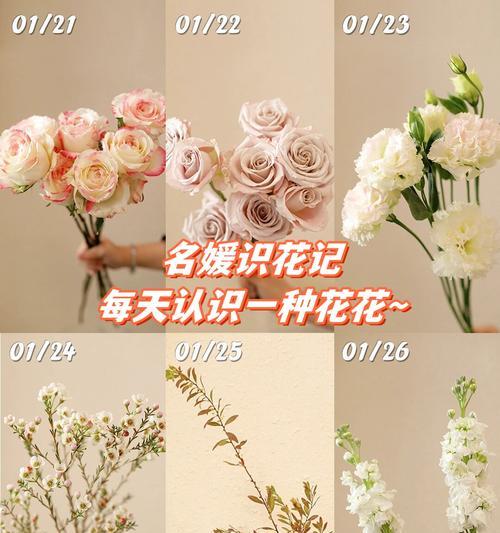 99朵霓裳玫瑰的花语深度解读：传递真挚情感