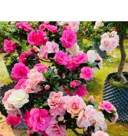 这种花语象征着什么？像野草也像玫瑰的花代表什么？