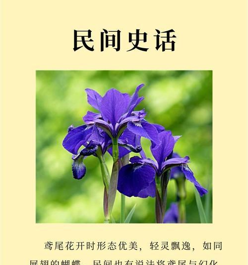 独特花语尊享版有何特别之处？