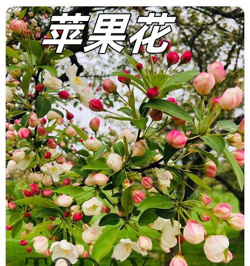 诡异花朵的花语有何深意？它们通常象征什么？