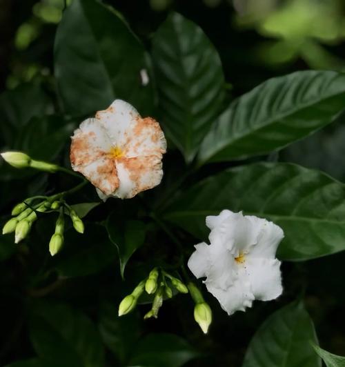 阿秀名字与哪种玫瑰花的花语相配？
