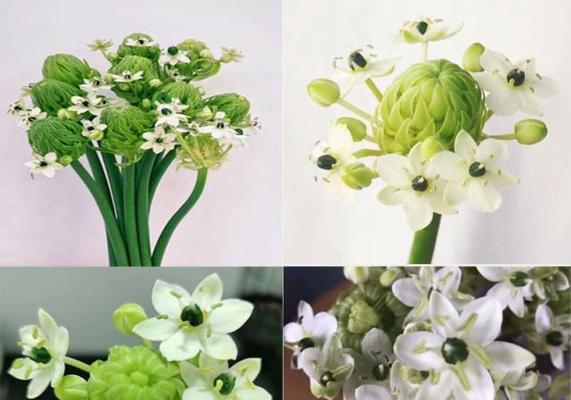 阿秀名字与哪种玫瑰花的花语相配？