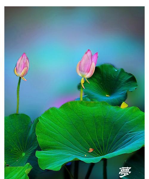 紫嫣发的花语有何寓意？紫嫣发象征着什么？