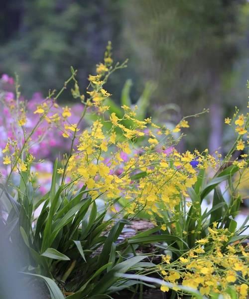 甜香花代表的含义是什么？