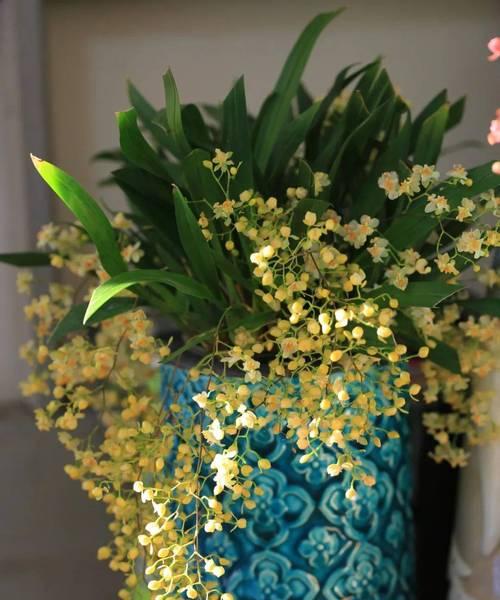 甜香花代表的含义是什么？