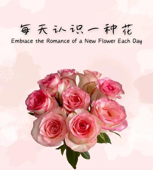 解决误会的花语是什么？它传递了哪些信息？