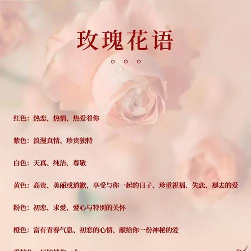 送人包的花花语代表什么？包的花花语有何深层含义？