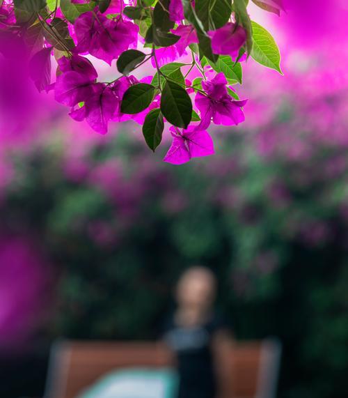 哪种花的花语代表着热情？