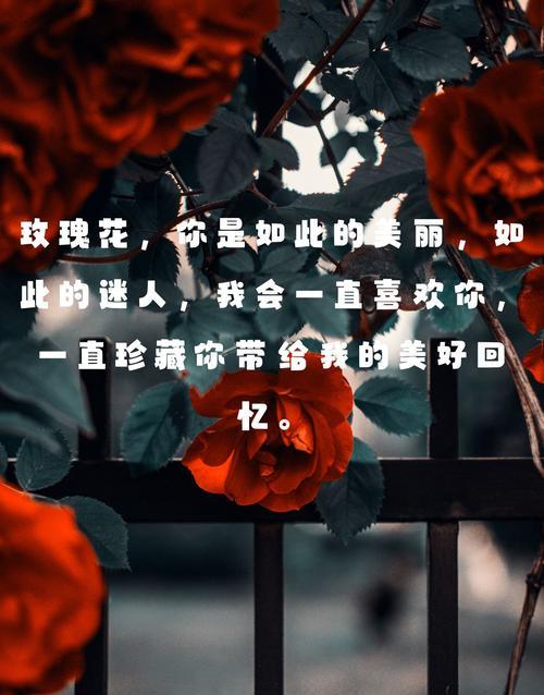 哪种花的花语代表着热情？