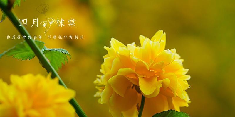 棣棠重瓣的花语含义：象征与深度解读