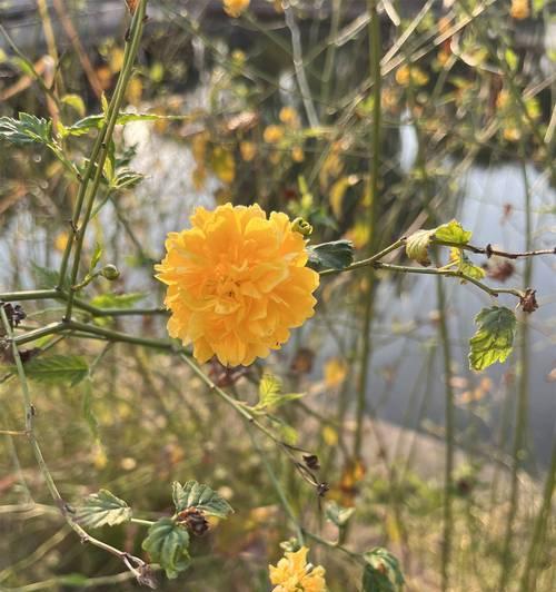 棣棠重瓣的花语含义：象征与深度解读
