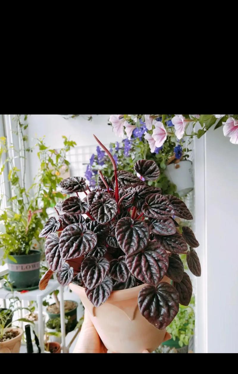 夏日初见鲜花通常表达什么花语？