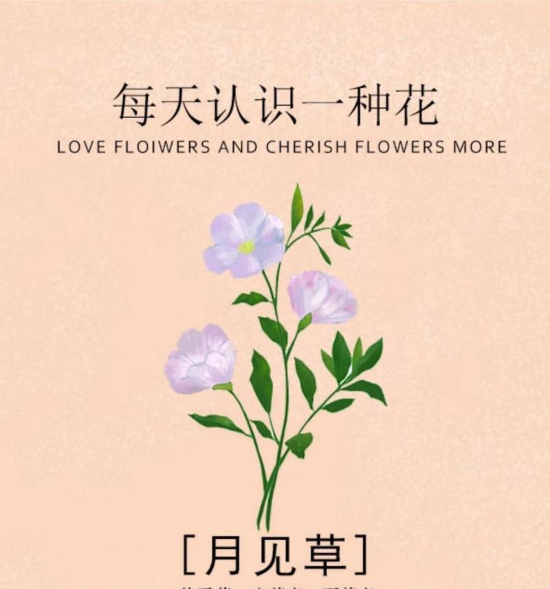 夏日初见鲜花通常表达什么花语？