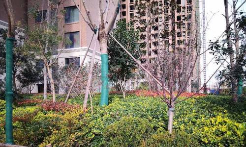 吉地澜花语价格低廉的原因是什么？