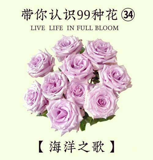 哪些花的名字既浪漫又好听？它们的花语是什么？