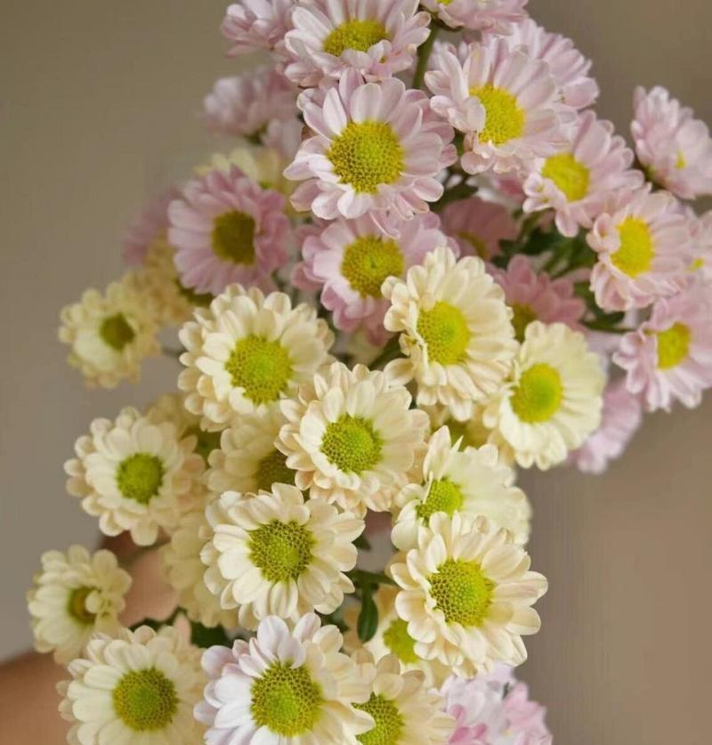 菲仔送花的花语代表什么？花语全解析与送花指南