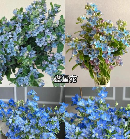 完整版与简版花语内容：深度解析与比较