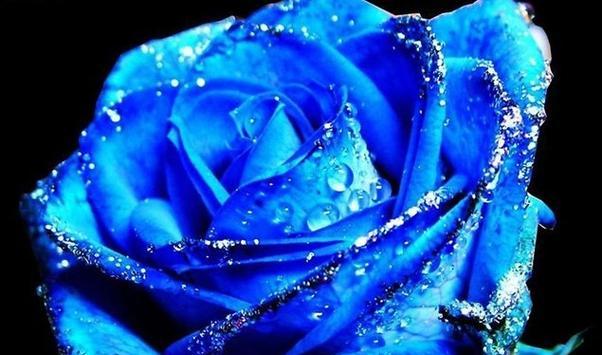 蓝玫瑰的花语代表了什么？——探索蓝色花朵背后的浪漫寓意