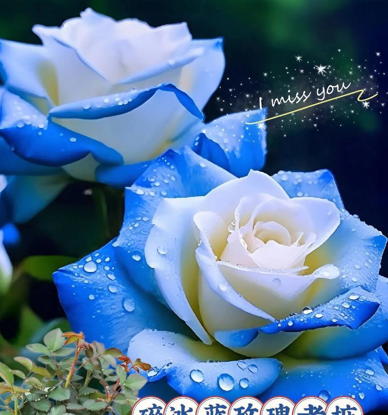 蓝玫瑰的花语代表了什么？——探索蓝色花朵背后的浪漫寓意