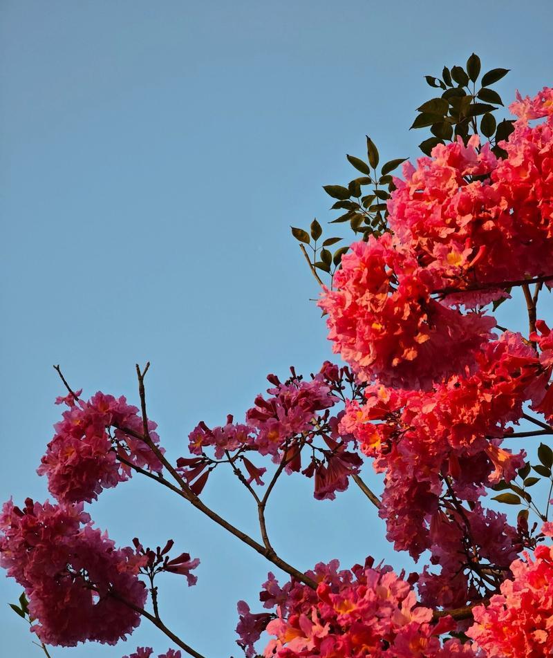 有哪些花的花语难以理解？寓意是什么？