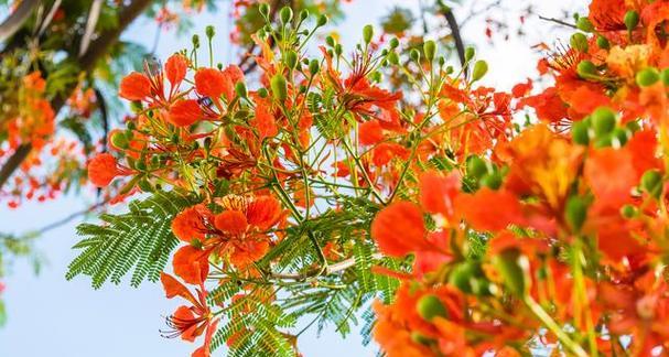 有哪些花的花语难以理解？寓意是什么？