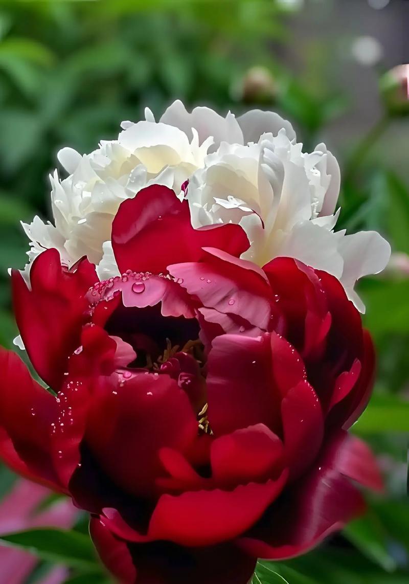 牡丹花花语是否真的代表富贵？