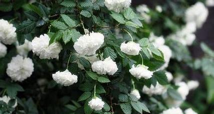 提瓦特的花语具体指的是什么？